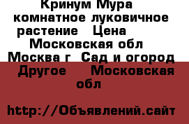 Кринум Мура - комнатное луковичное растение › Цена ­ 500 - Московская обл., Москва г. Сад и огород » Другое   . Московская обл.